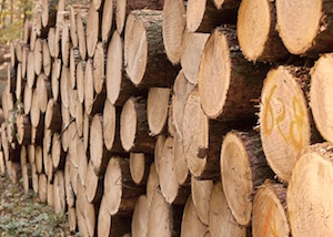 Mote plans biomass-to-hydrogen plant in California
